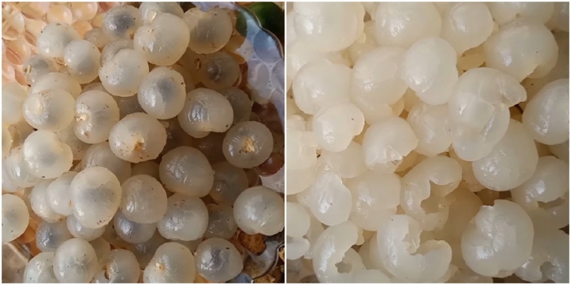 Cách làm mứt nhãn cực đơn giản, hương vị thơm ngon độc đáo đãi khách ngày Tết - Ảnh 1 Cách làm mứt nhãn cực đơn giản, hương vị thơm ngon độc đáo đãi khách ngày Tết - Ảnh 1