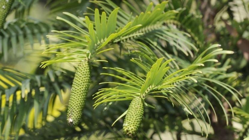 Cây thông Wollemi (Wollemia nobilis) được một nhóm người đi bộ đường dài phát hiện lại vào năm 1994. (Ảnh: Dave Watts/Getty Images) Cây thông Wollemi (Wollemia nobilis) được một nhóm người đi bộ đường dài phát hiện lại vào năm 1994. (Ảnh: Dave Watts/Getty Images)