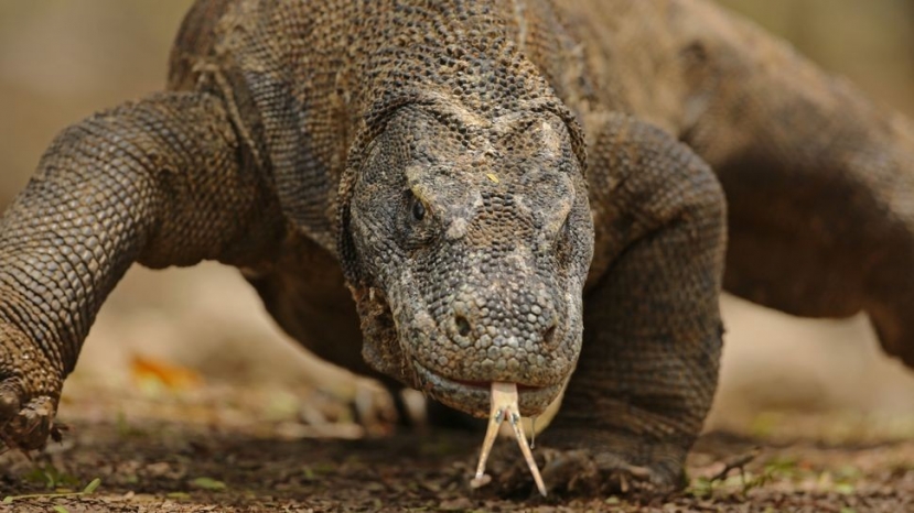 Rồng Komodo là loài thằn lằn lớn nhất thế giới, dài tới 10 feet. (Ảnh: Jamie Lamb / Getty Images) Rồng Komodo là loài thằn lằn lớn nhất thế giới, dài tới 10 feet. (Ảnh: Jamie Lamb / Getty Images)