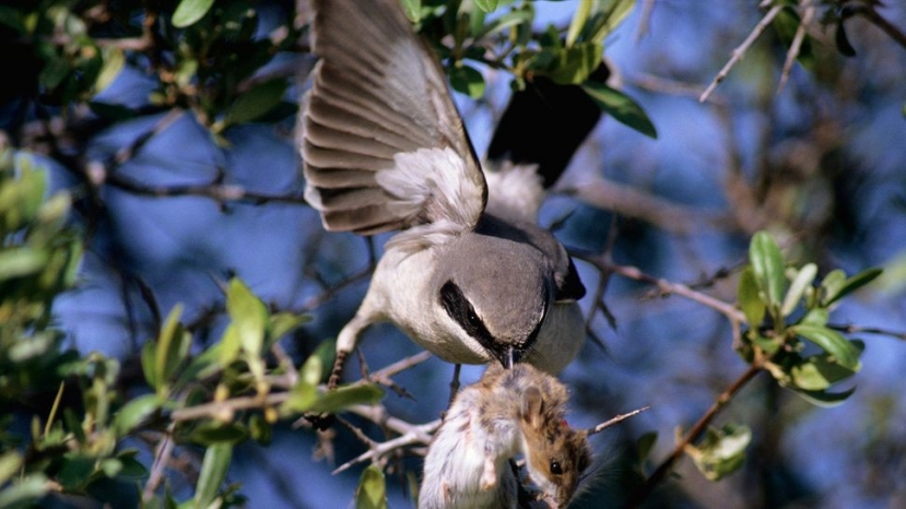 Một con Loggerhead shrike kêu lên sau khi đâm một con chuột vào một cành cây sắc nhọn. (Ảnh: All Canada Photos / Alamy Stock Photo) Một con Loggerhead shrike kêu lên sau khi đâm một con chuột vào một cành cây sắc nhọn. (Ảnh: All Canada Photos / Alamy Stock Photo)